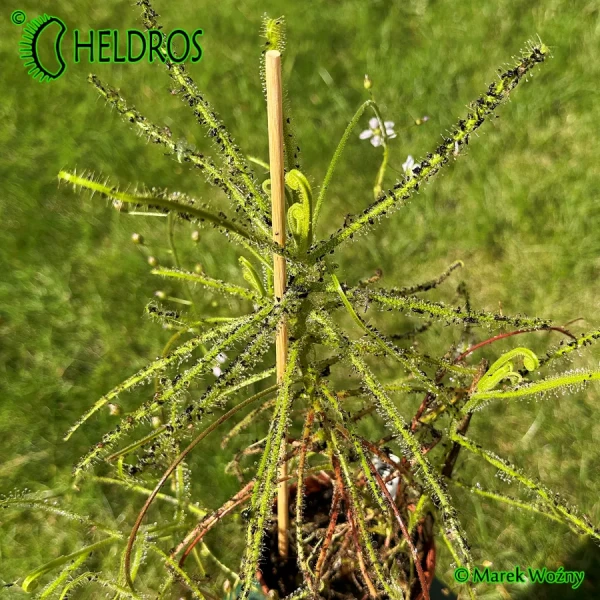 Rosiczka-Drosera-INDICA-complex