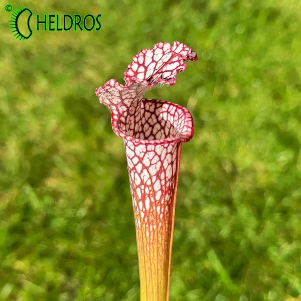Sarracenia Leucophylla MK L43
