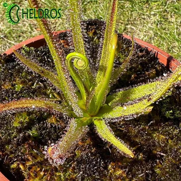 Rosiczka Drosera REGIA - the King sundew, pink flower