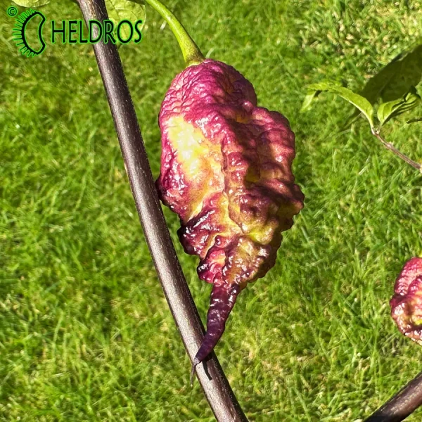 Pepper Thor's Thunderbolt Chilli