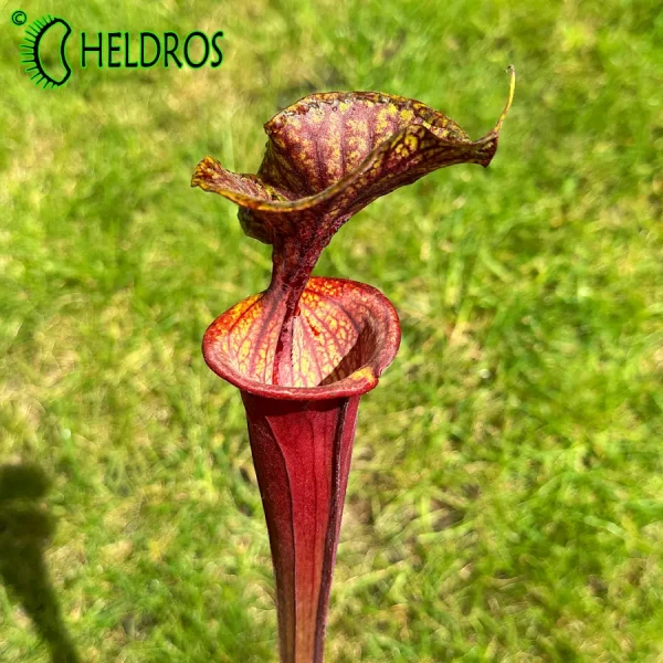 Sarracenia Flava var. Atropurpurea MK F174