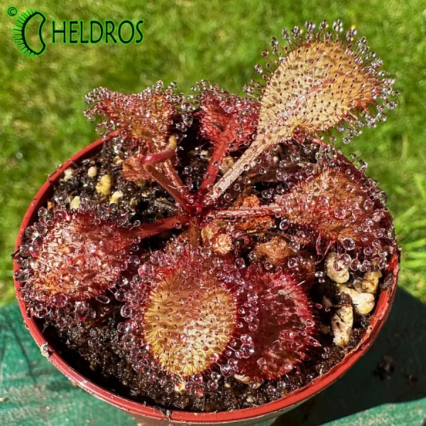 Drosera Andromeda