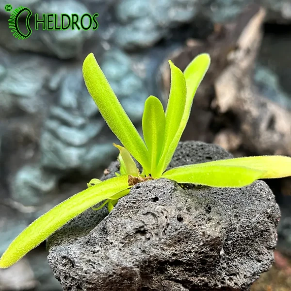 Pinguicula Moctezumae x Gigantea