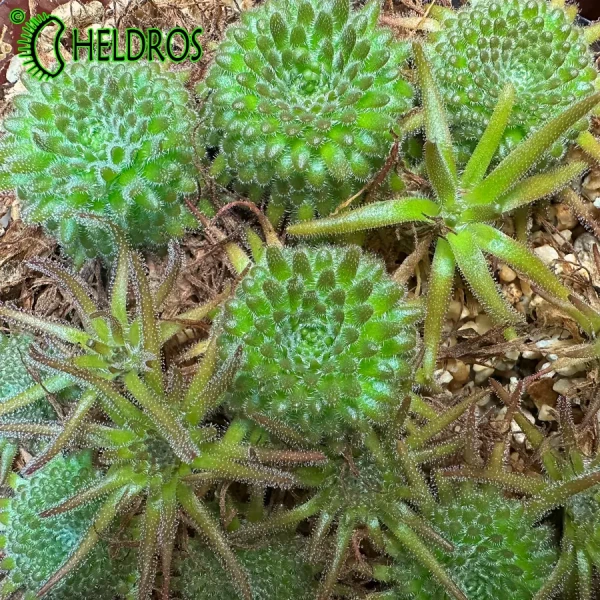 Tłustosz Pinguicula Gypsicola BG Bonn