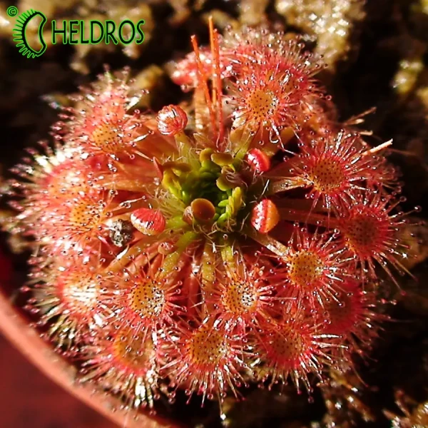 Rosiczka Drosera x Badgerupii