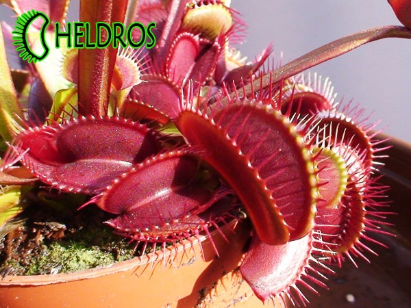 Dionaea Muscipula MUCHOŁÓWKA ROYAL RED