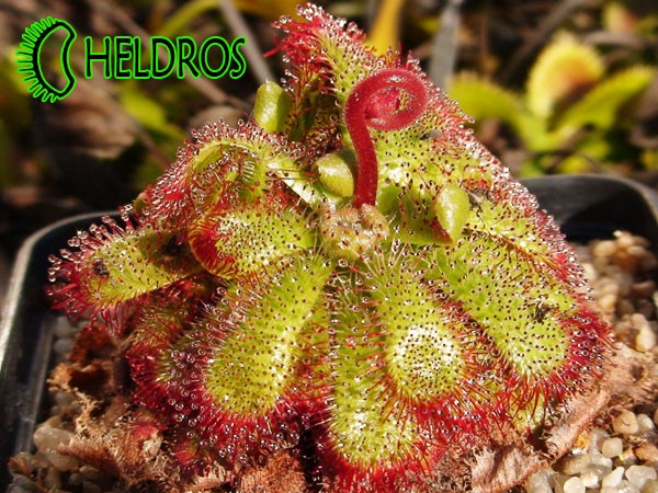 Rosiczka ADMIRABILIS CERES z kwiatosatnem / Drosera ADMIRABILIS CERES with flower stalk.