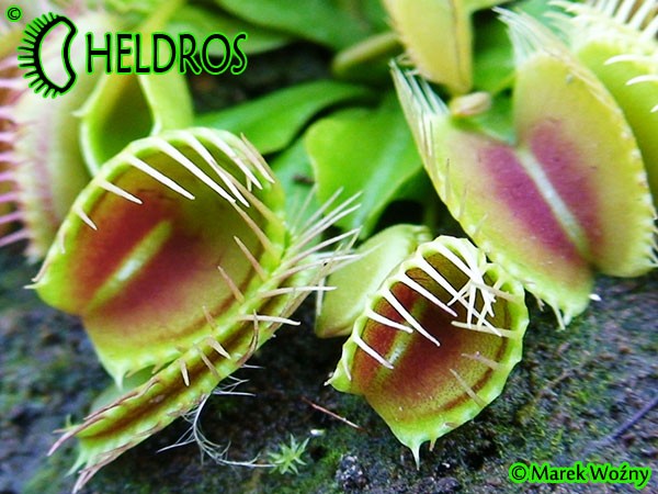 Dionaea Muscipula Muchołówka Trichterfalle - Funnel Trap
