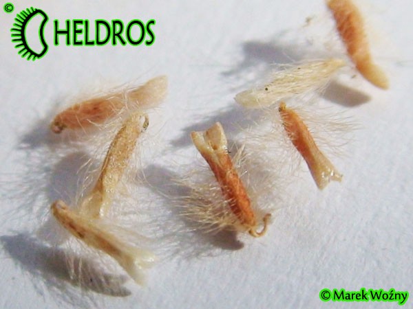 CEPHALOTUS FOLLICULARIS seeds