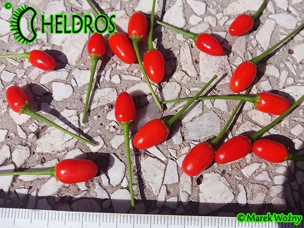Chiltepin - birds eye, Capsicum annuum var. glabriusculum