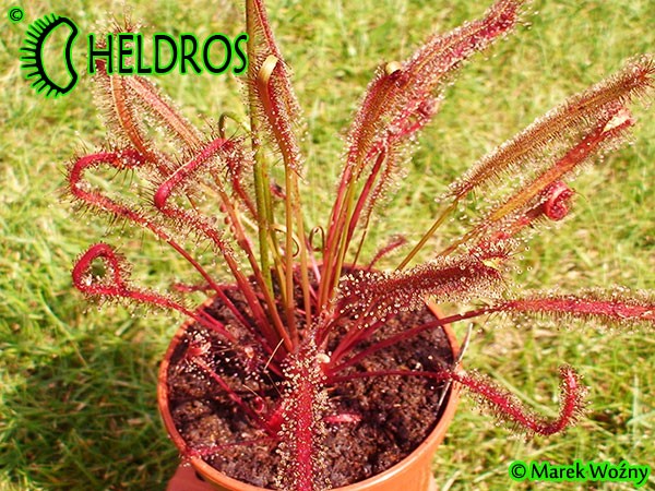 Drosera Capensis ALL RED FORM