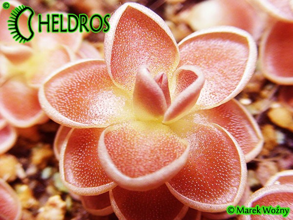 Tłustosz pinguicula spec Tolantongo