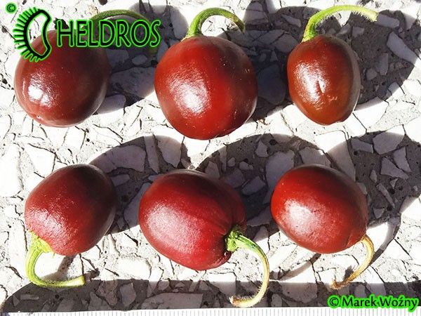 MINIROCOTO BROWN chili