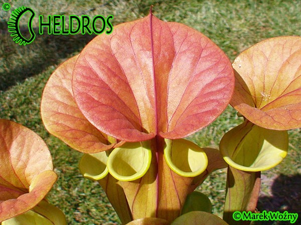 Kapturnica Sarracenia Flava var. cuprea,olive/Copper top, North Carolina,WSPW,F09