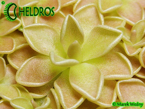 Tłustosz pinguicula Ehlersiae Santa Gertrudis