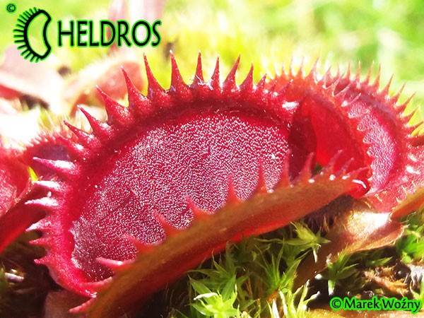 Dionaea Muscipula Muchołówka RED SHARK TEETH