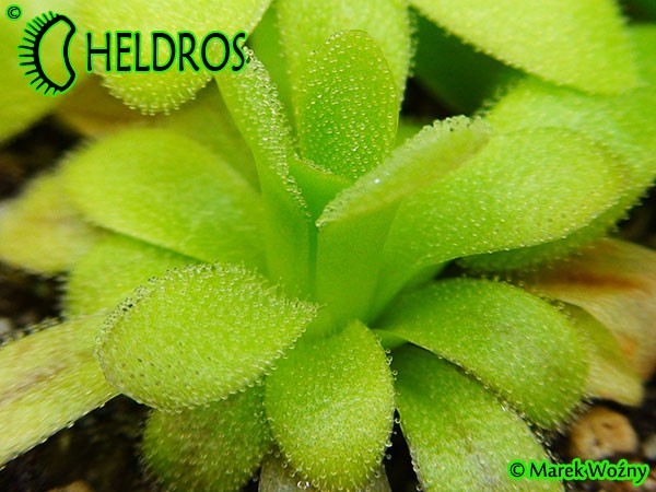 Tłustosz Pinguicula Martinezii klon C OG