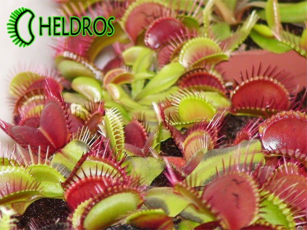 Muchołówki Red-Green, rodzice nasion / VFT Dionaea RED-GREEN, parents of offered seeds.