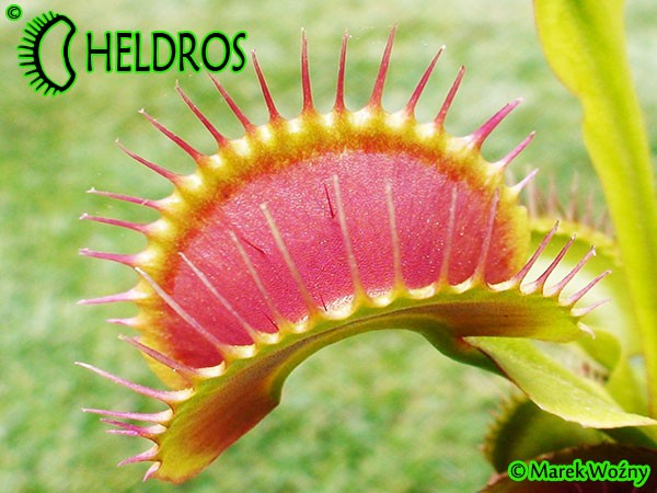 Dionaea Muscipula muchołówka BIMBO