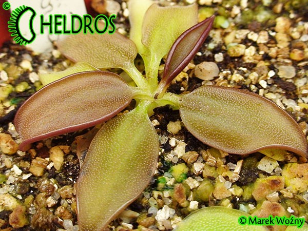 Tłustosz Pinguicula Parvifolia
