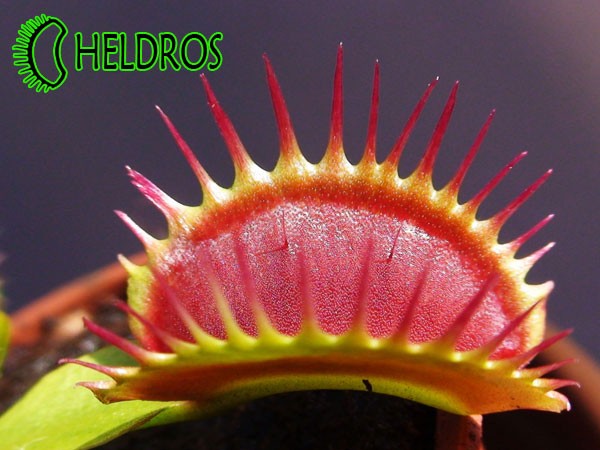 Dionaea Muscipula Muchołówka BIG MOUTH