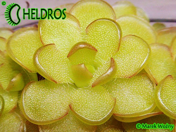 Tłustosz pinguicula reticulata Paul Debbert clone