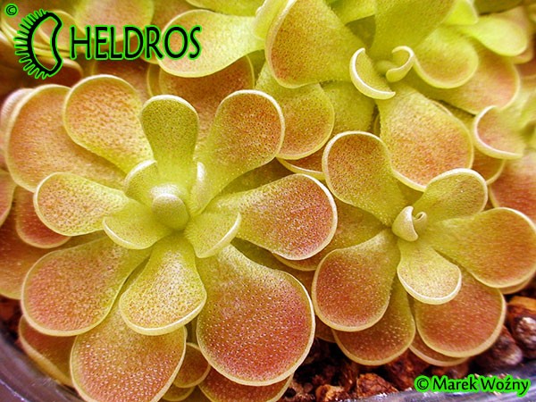 Tłustosz Pinguicula spec. El Mirador