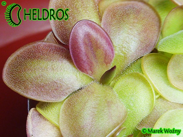 Tłustosz Pinguicula moranensis f. orchidioides