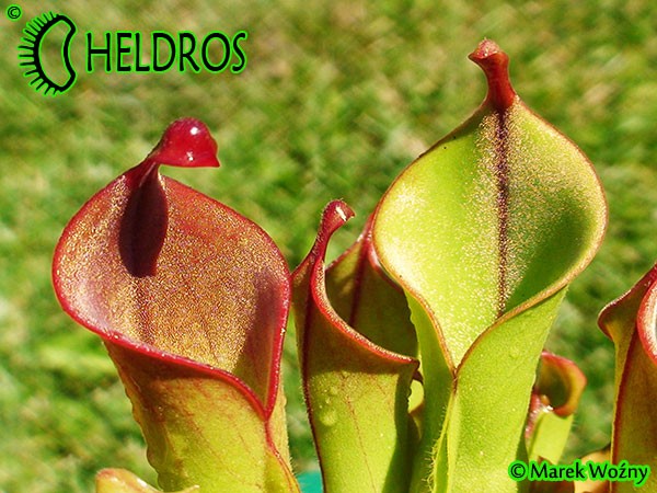 Heliamphora midoxa.