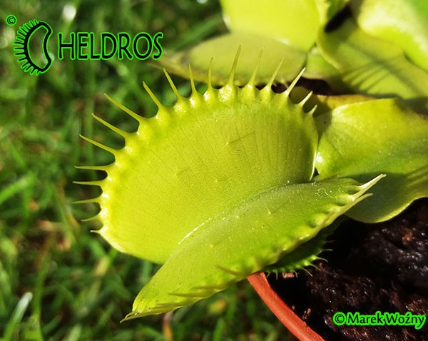 Dionaea Muscipula Muchołówka ALL GREEN