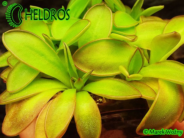 Pinguicula Tłustosz YUCCA DO 1718