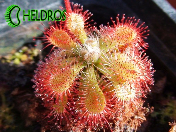 Drosera sp. AUYAN TEPUI. Rosiczka sp. AUYAN TEPUI.