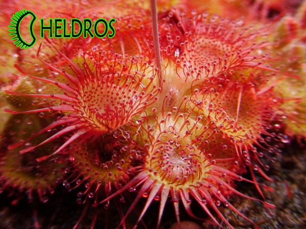 Drosera Sessilifolia