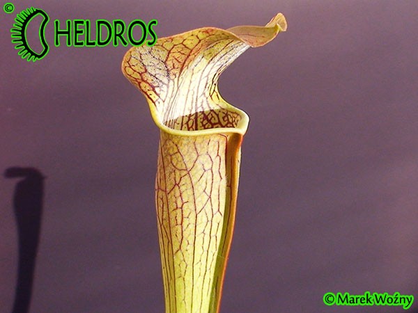 MK A20 Sarracenia Alata var. rubrioperculata. Red lid, maroon tinged bulbous upper pitchers, Stone Co. MS. Plant has huge stocky pitchers in autumn.