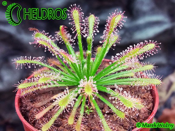 Drosera rosiczka neocaledonica