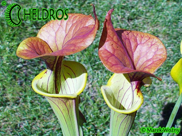 MK F131A Sarracenia Flava var. cuprea, Exum, North Carolina,W, clone 1,SM