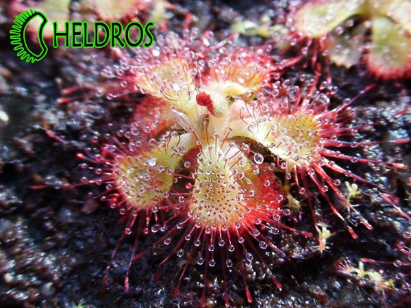Rosiczka Drosera BURMANNII Hong Kong
