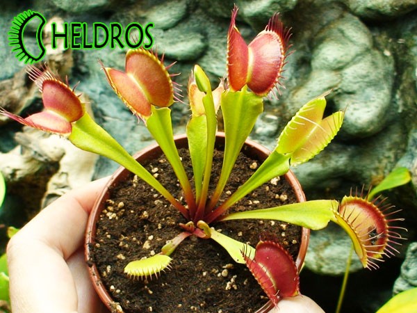 Dionaea Muscipula Muchołówka PARADISIA