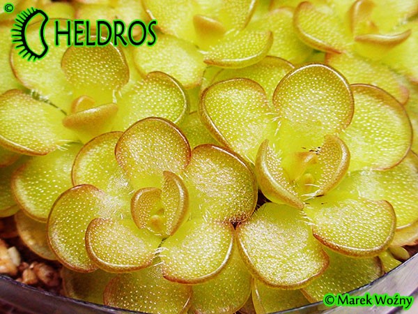 Tłustosz pinguicula reticulata Aramberri,  Nuevo Leon,  Mexico