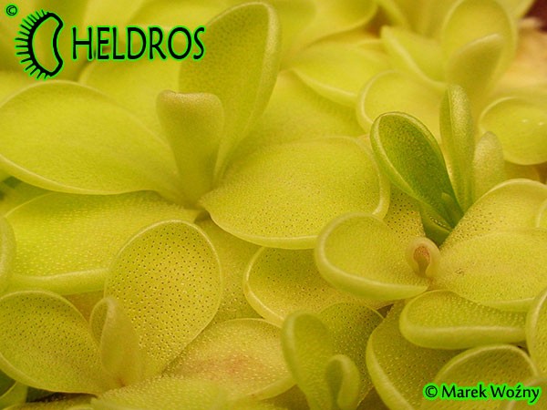 Tłustosz pinguicula spec. Tehuacan