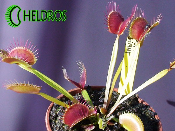 Dionaea Muscipula MUCHOŁÓWKA PURPLE GIANT