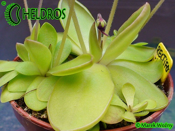 Pinguicula Rectifolia