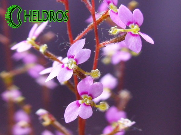 Flowers of STYLIDIUM DEBILE. Ruchomy kwiat Stylidium Debile.
