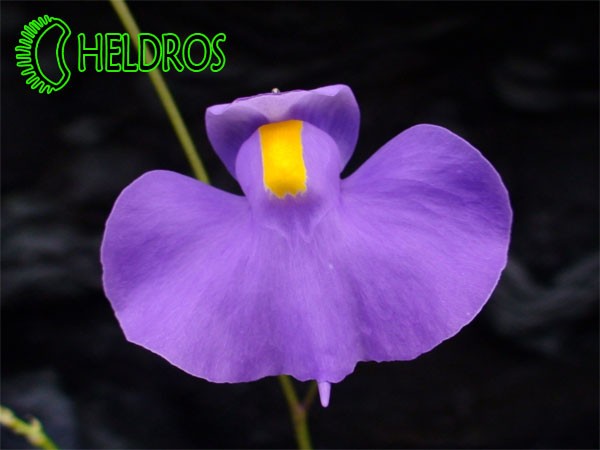 Flower of Utricularia LONGIFOLIA. Pływacz LONGIFOLIA - kwiat.