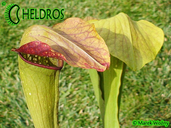 MK H162 Kapturnica Sarracenia x Frogman. rubra x minor Barry Meyers-Rice 2006