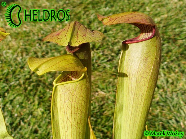 MK H159 Kapturnica Sarracenia x Imhotep Barry Meyers-Rice 2006