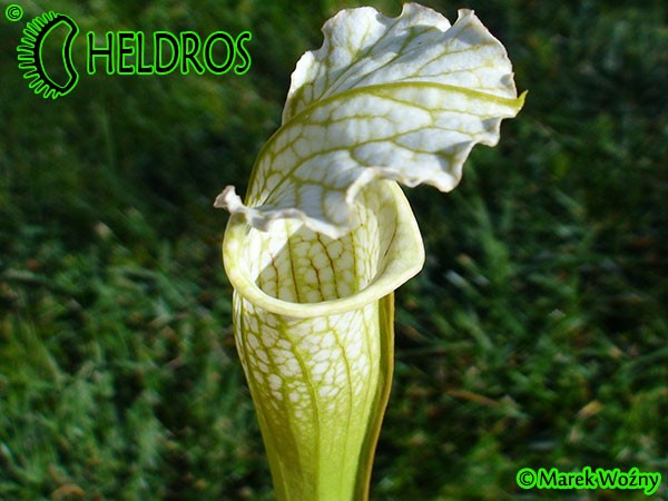 MK L4 Sarracenia Leucophylla Schnells Ghost,Yellow flowered form,W,AP