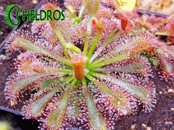 Rosiczka SPATULATA GIANT / Drosera SPATULATA GIANT form.