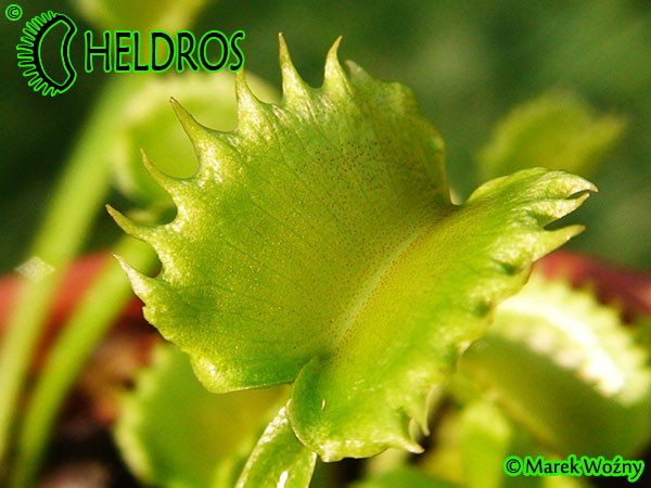 Dionaea Muscipula Muchołówka WEREWOLF