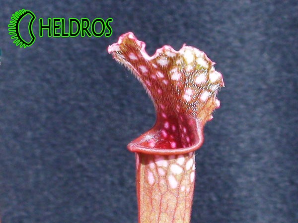 KAPTURNICA SARRACENIA x STEVENSII